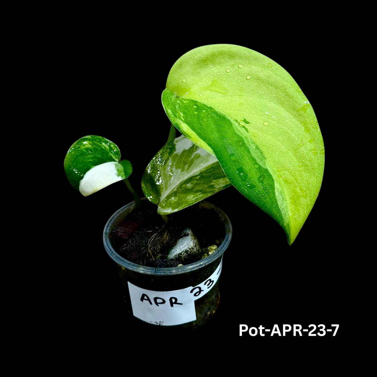 Variegated Scindapsus Jade Satin - Rare Aroid Houseplant with Velvet Leaves - Collector's Indoor Plant - Exact SAME plant - US Seller