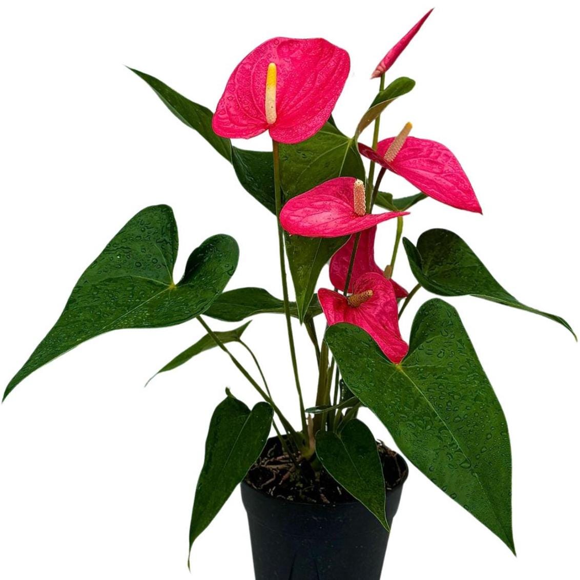 Pink Anthurium Flowering Plant 4" Grow Pot - Easy Care Hardy Houseplant - Low Light Live Flower Plant with Blooming Flowers For Gift