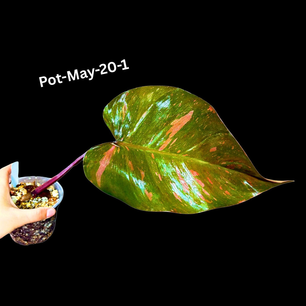 Philodendron Orange Princess Variegated - Rare Aroid Live Plant - Orange Princess Marble - Gift Plant - Exact Same Plant - US Seller