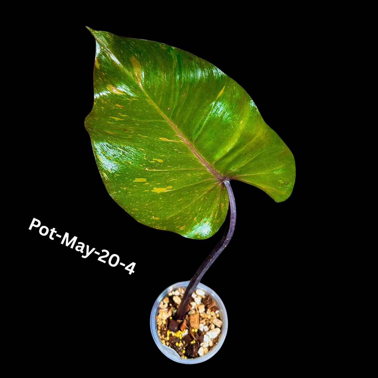 Philodendron Orange Princess Variegated - Rare Aroid Live Plant - Orange Princess Marble - Gift Plant - Exact Same Plant - US Seller
