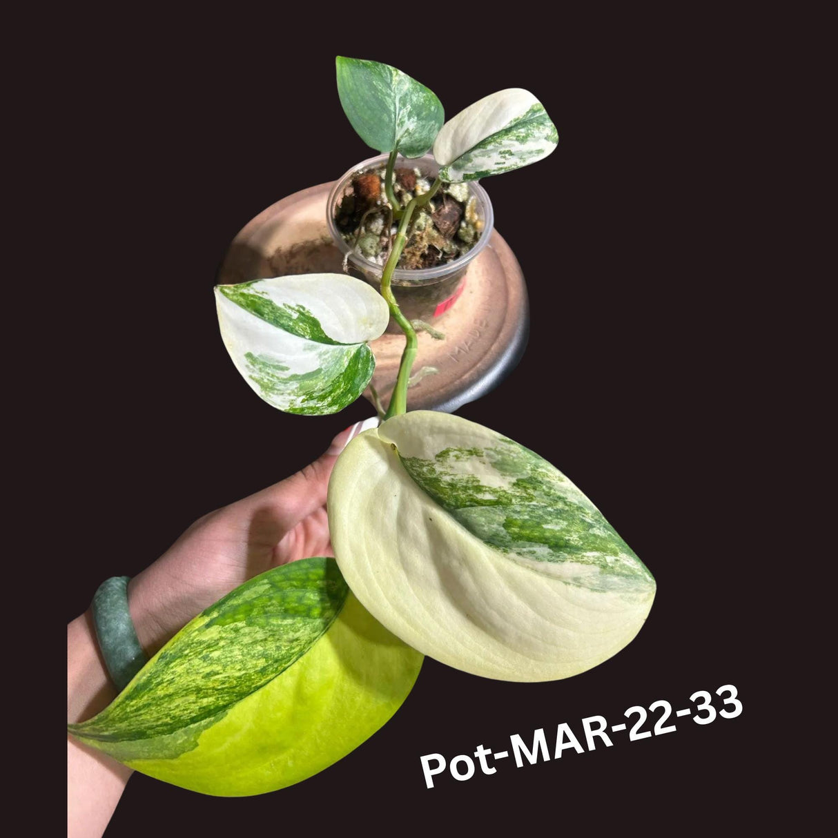 Variegated Scindapsus Jade Satin - Rare Aroid Houseplant with Velvet Leaves - Collector's Indoor Plant - Exact SAME plant - US Seller