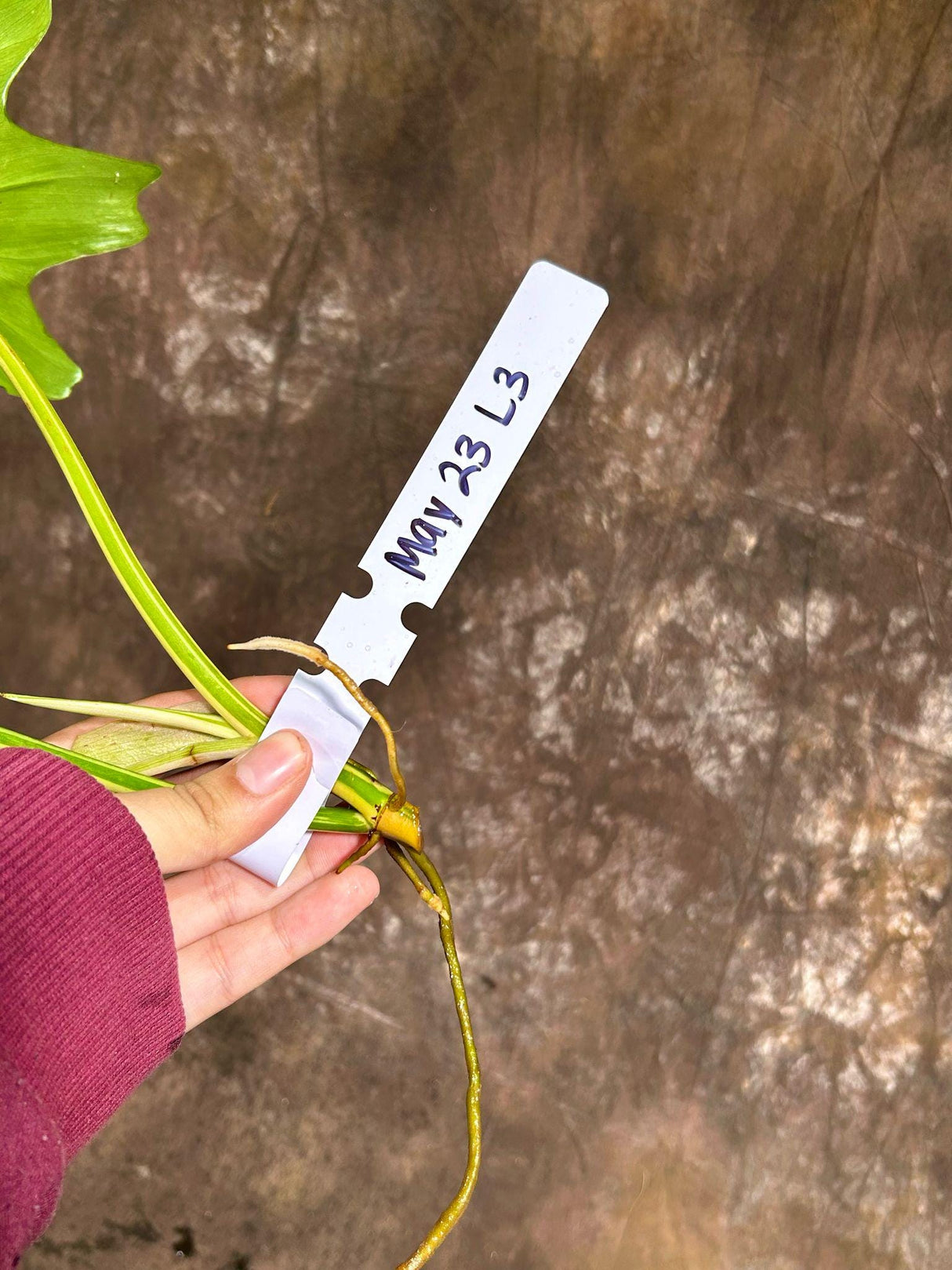 Philodendron Golden Dragon Variegated Cutting - Collector Rare Indoor Plants - Live Plant - EXACT SAME Cutting - US Seller