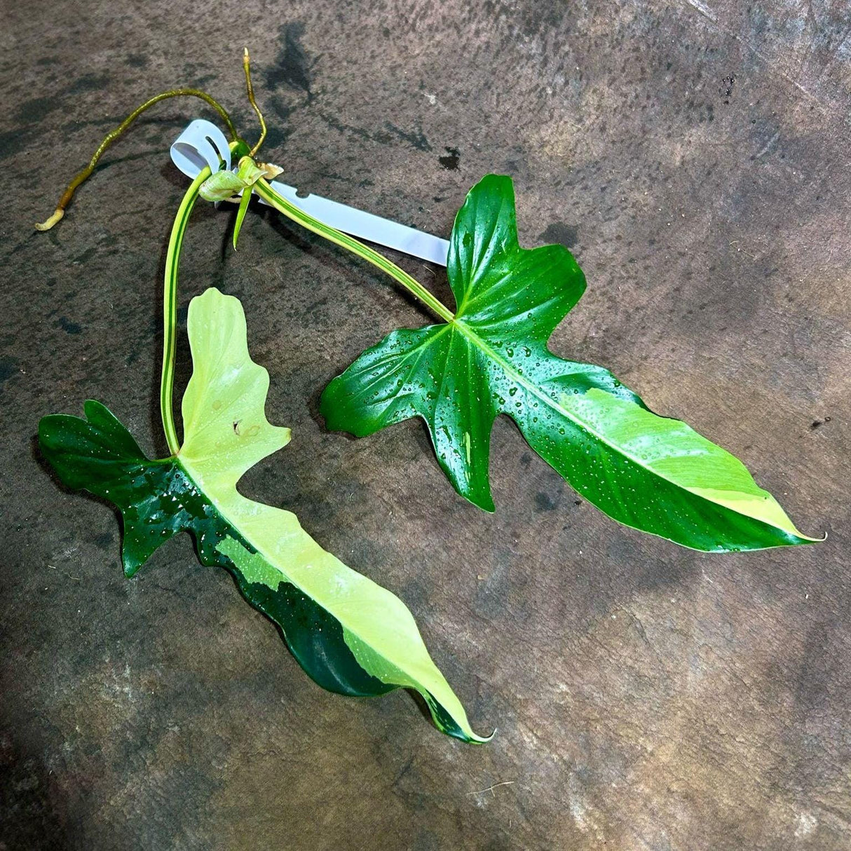 Philodendron Golden Dragon Variegated Cutting - Collector Rare Indoor Plants - Live Plant - EXACT SAME Cutting - US Seller