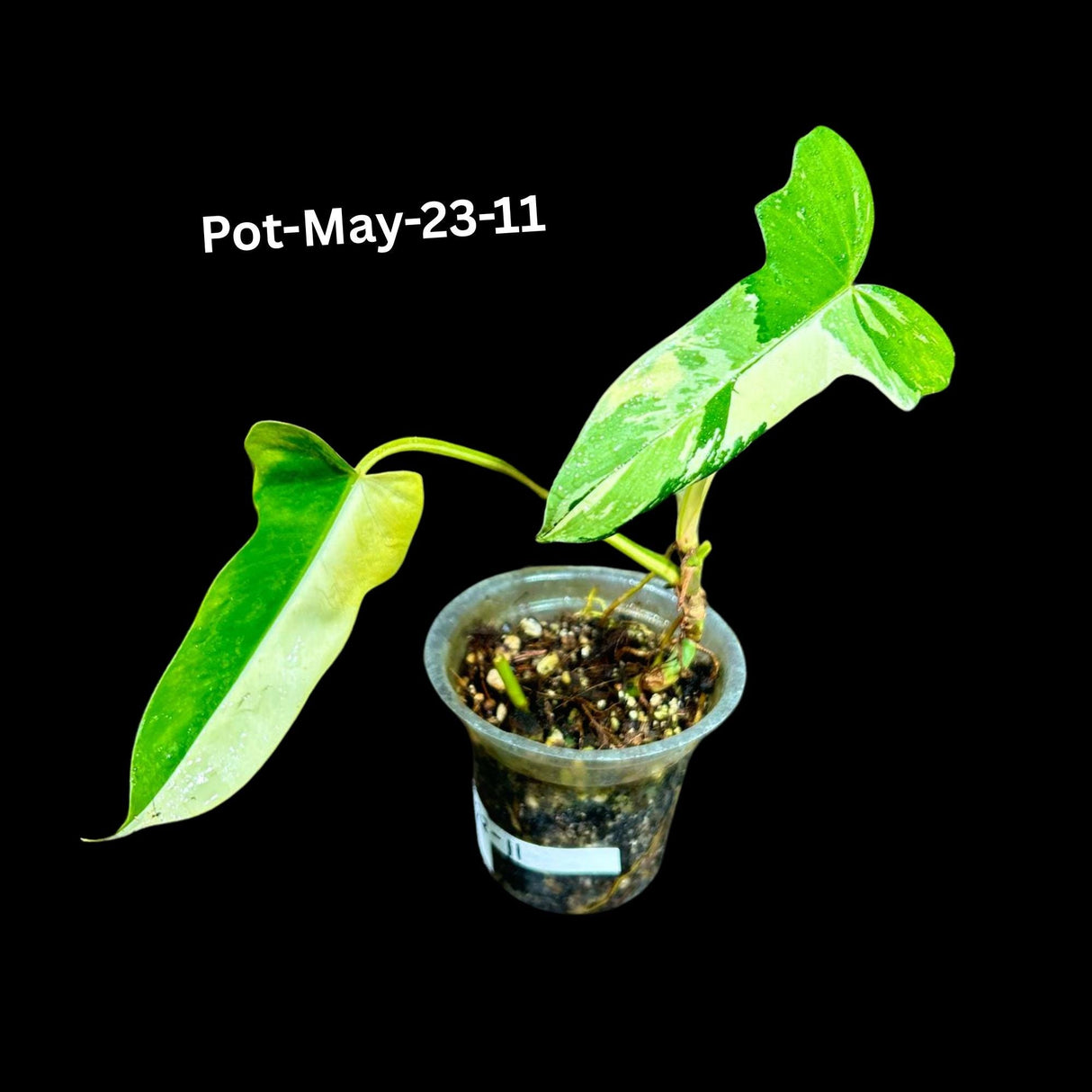 Variegated Philodendron Bipennifolium in a Nursery Pot - Rare Collector Plant - Live Indoor Tropical Plant - Exact SAME Plant - US Seller