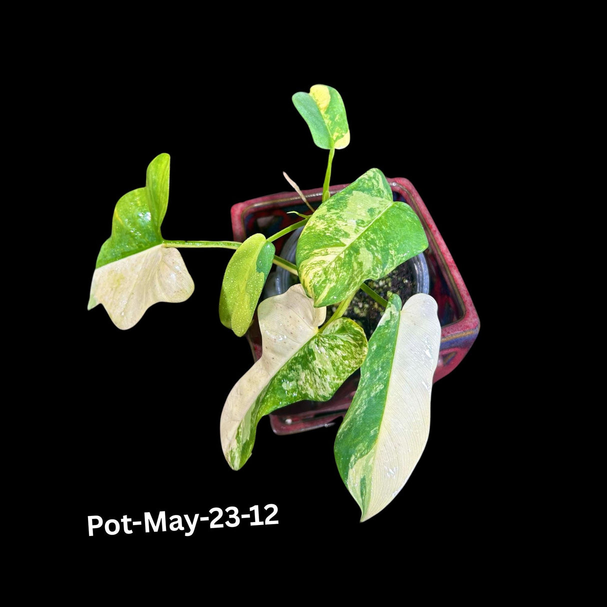 Variegated Philodendron Bipennifolium in a Nursery Pot - Rare Collector Plant - Live Indoor Tropical Plant - Exact SAME Plant - US Seller