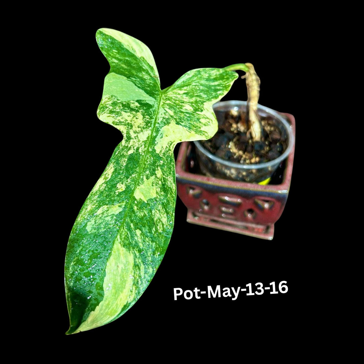 Variegated Philodendron Bipennifolium in a Nursery Pot - Rare Collector Plant - Live Indoor Tropical Plant - Exact SAME Plant - US Seller