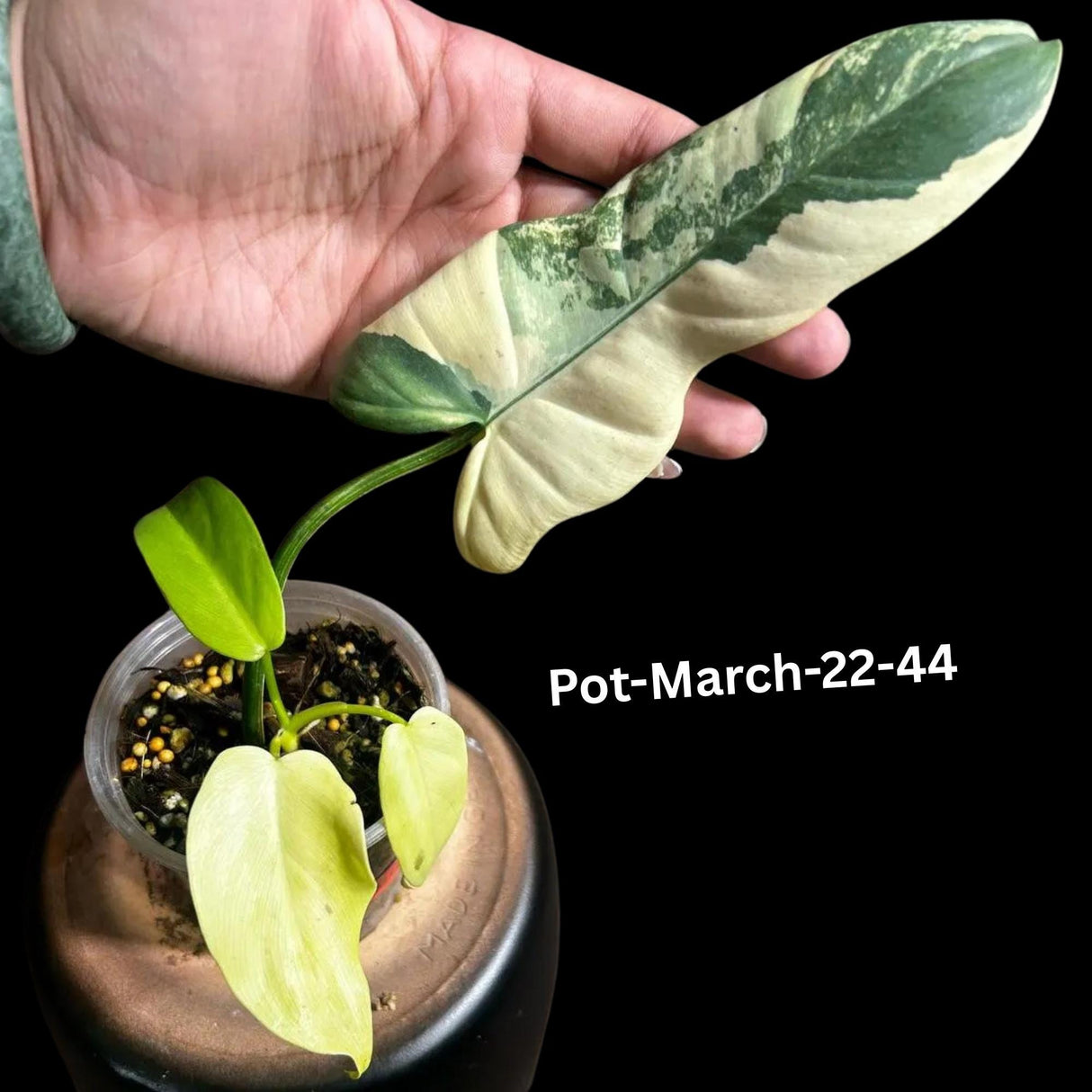 Variegated Philodendron Bipennifolium in a Nursery Pot - Rare Collector Plant - Live Indoor Tropical Plant - Exact SAME Plant - US Seller