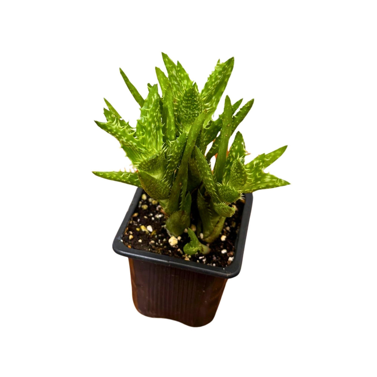 Aloe Juvenna - Tiger Tooth Aloe in 3 inch Grow Pot - Exotic Rare Succulent Cacti - Air Purifying Plant - Low Light Plant - Medicine Plant