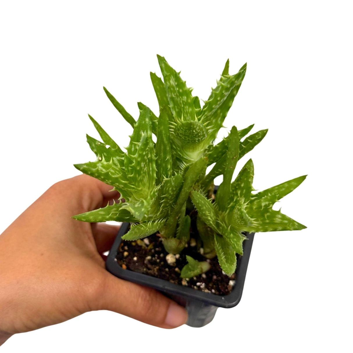 Aloe Juvenna - Tiger Tooth Aloe in 3 inch Grow Pot - Exotic Rare Succulent Cacti - Air Purifying Plant - Low Light Plant - Medicine Plant