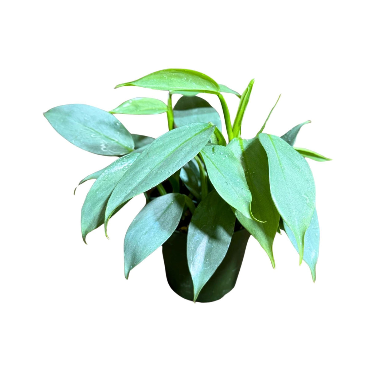 Philodendron Silver Sword Variegated Plant in a 4" Grow Pot | Indoor Live Plant | Extremely Rare Collector Plant | Rare Silver Sword Plant