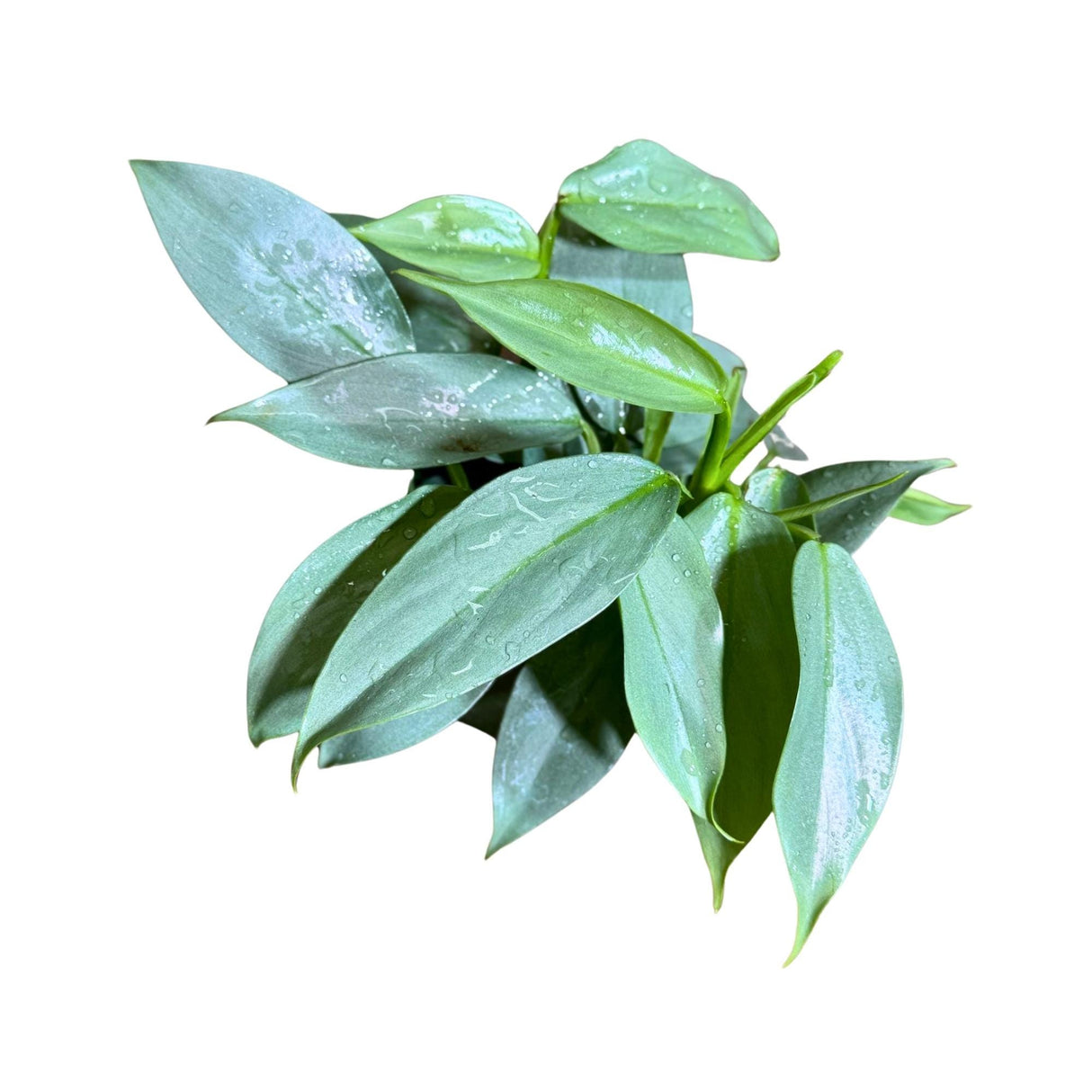 Philodendron Silver Sword Variegated Plant in a 4" Grow Pot | Indoor Live Plant | Extremely Rare Collector Plant | Rare Silver Sword Plant