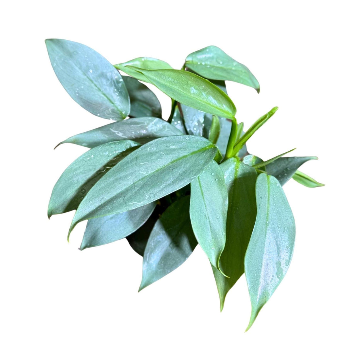 Philodendron Silver Sword Variegated Plant in a 4" Grow Pot | Indoor Live Plant | Extremely Rare Collector Plant | Rare Silver Sword Plant