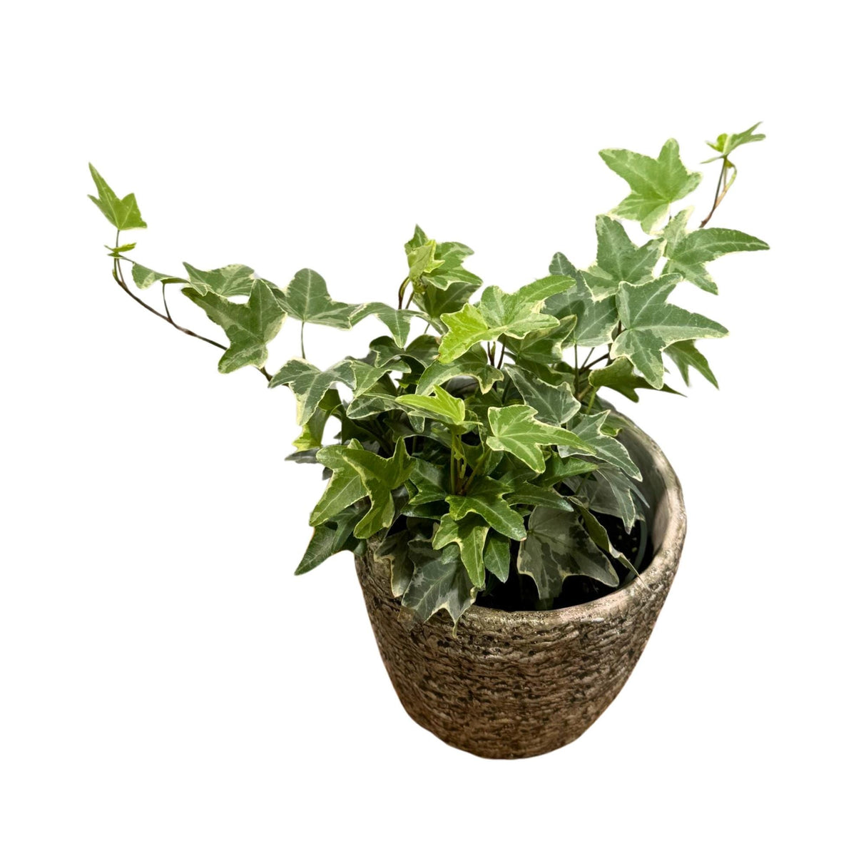 4" Variegated English Ivy Live Plant | Indoor Vining Plant Trailing Plant