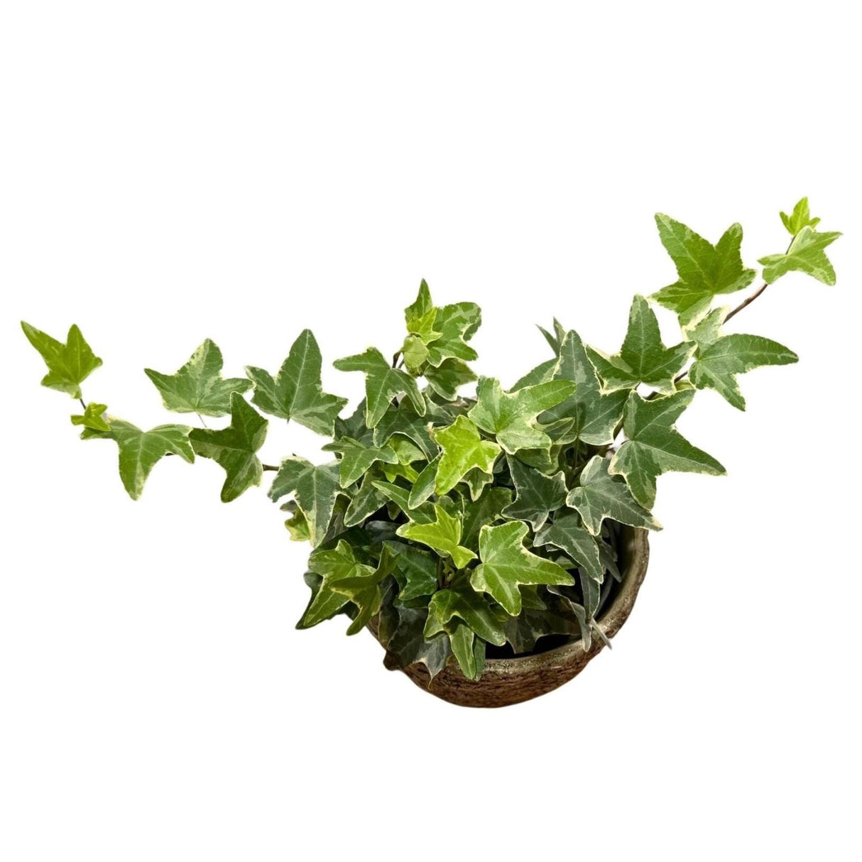 4" Variegated English Ivy Live Plant | Indoor Vining Plant Trailing Plant