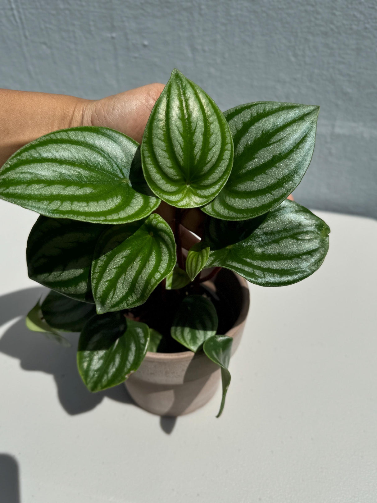 Watermelon Peperomia Starter Plant in 4" Grow Pot - Large Watermelon-Striped Peperomia - Indoor Succulent plant - Easy Care Houseplant