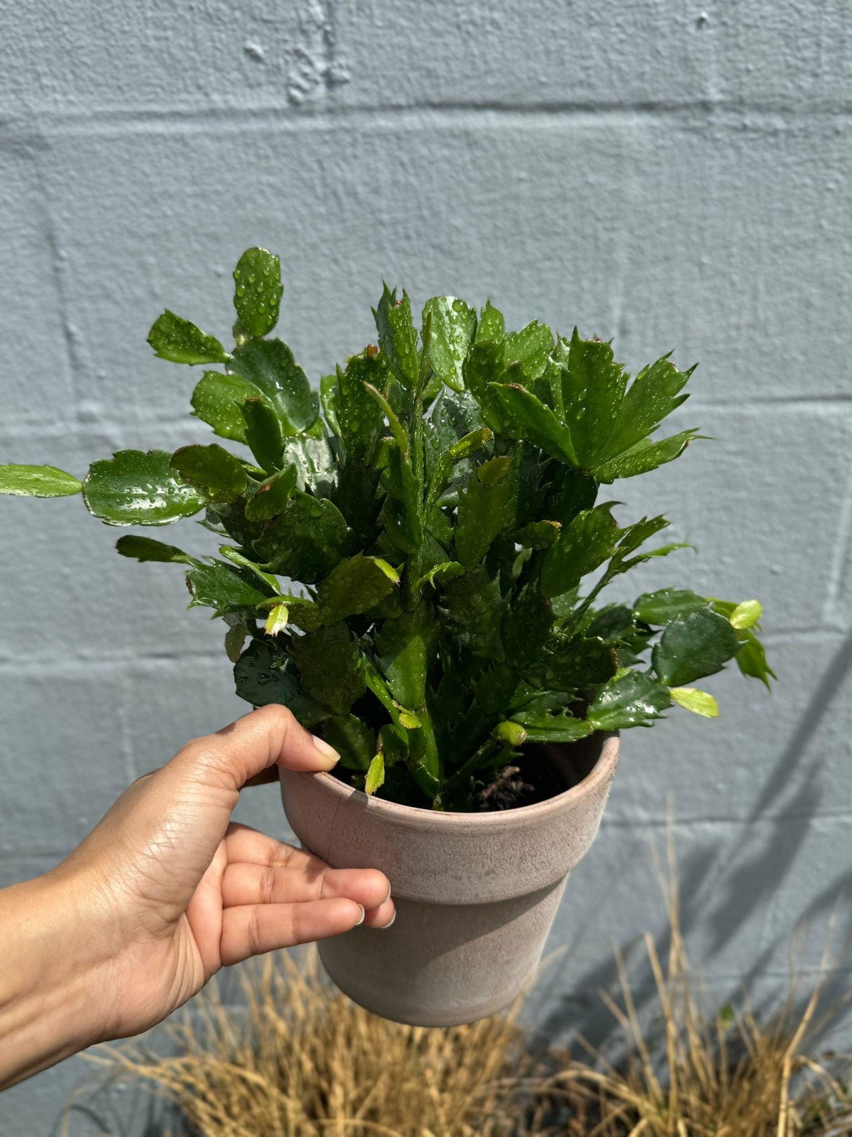 Flowering Christmas Cactus - Thanksgiving Cactus in a 4" Grow Pot - Holiday Cactus - Indoor Succulent Plant - Low light Gift Houseplant