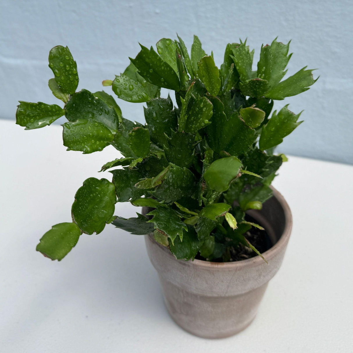 Flowering Christmas Cactus - Thanksgiving Cactus in a 4" Grow Pot - Holiday Cactus - Indoor Succulent Plant - Low light Gift Houseplant