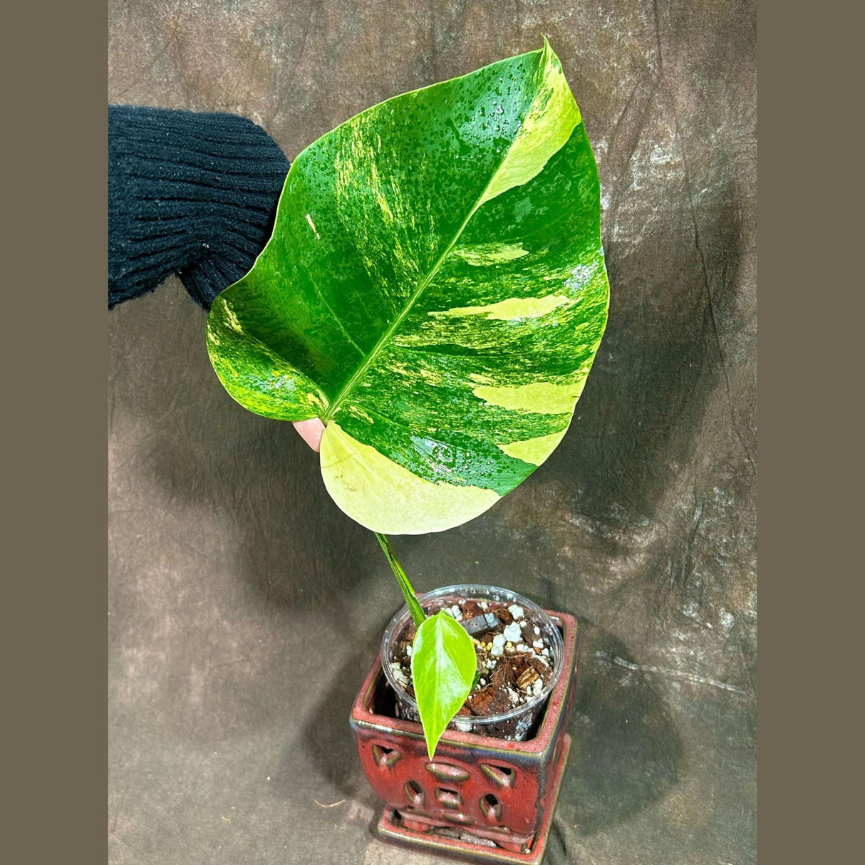 Monstera Aurea Variegated Borsigiana in a Nursery Pot - Monstera Aurea Single Leaf Plant - Monstera Marmota - Exact Same Plant - US Seller