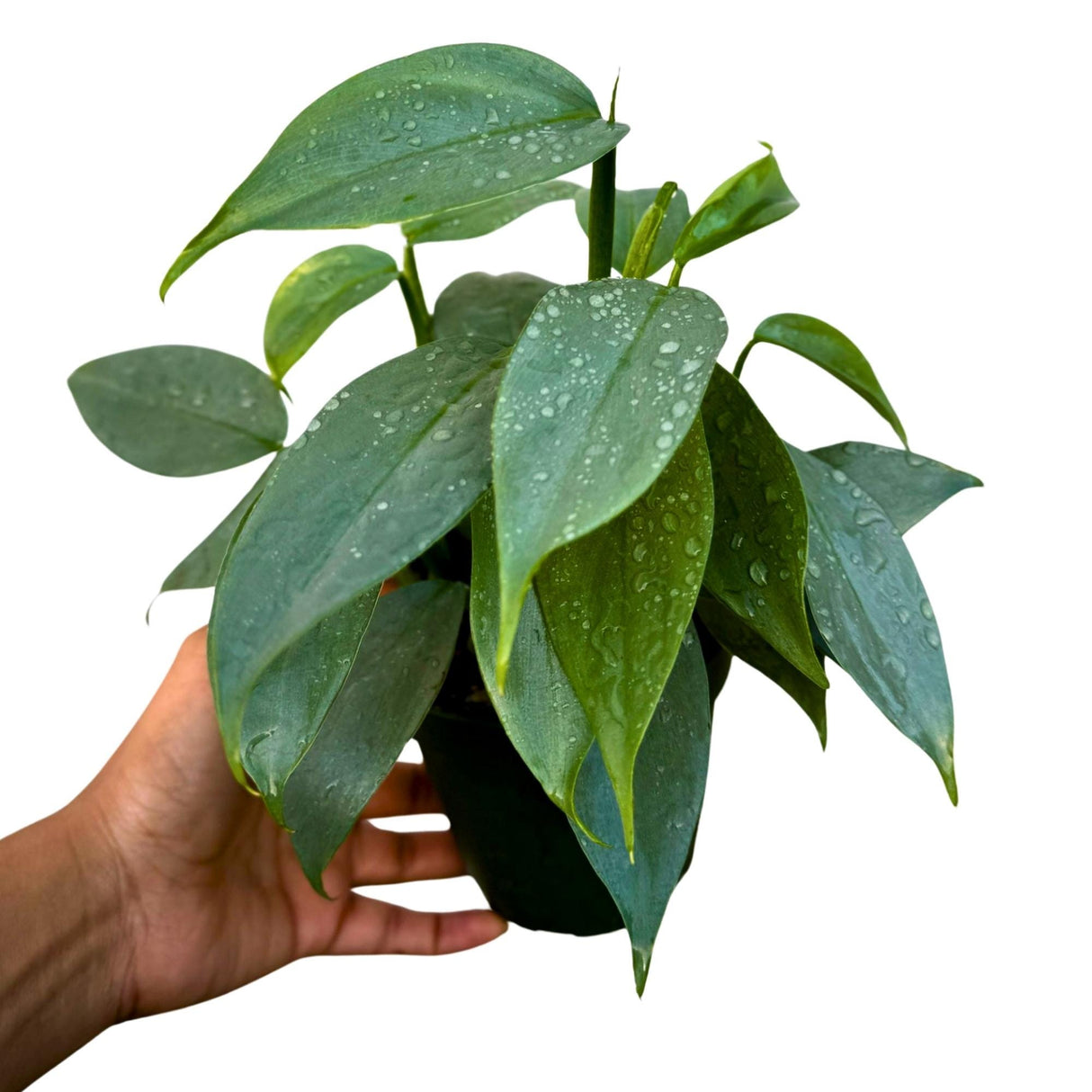 Philodendron Silver Sword Variegated Plant in a 4" Grow Pot - Indoor Live Plant - Extremely Rare Collector Plant - Gift for Mom