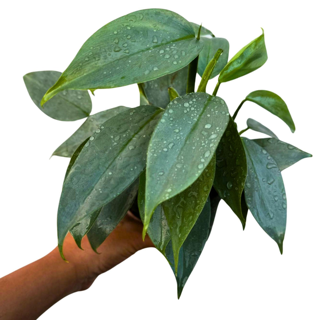 Philodendron Silver Sword Variegated Plant in a 4" Grow Pot - Indoor Live Plant - Extremely Rare Collector Plant - Gift for Mom