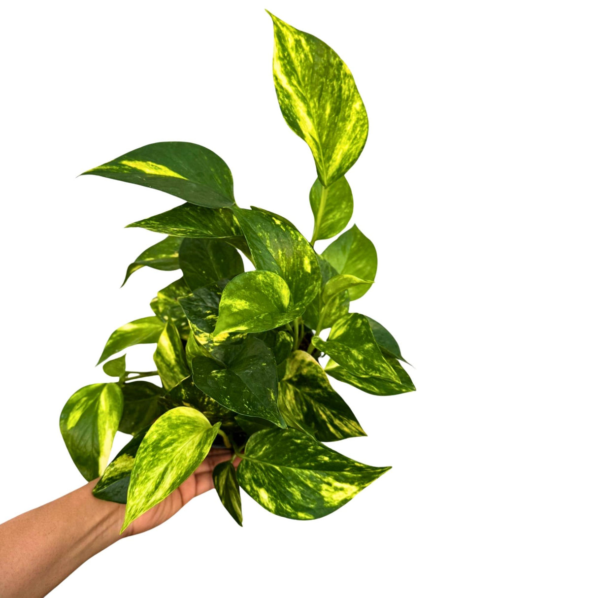 Golden Pothos in a 6" Grow Pot - Easy Care Houseplant - Low light Indoor Plant - Devils Ivy Plant - Air Purifier Plant - US Seller