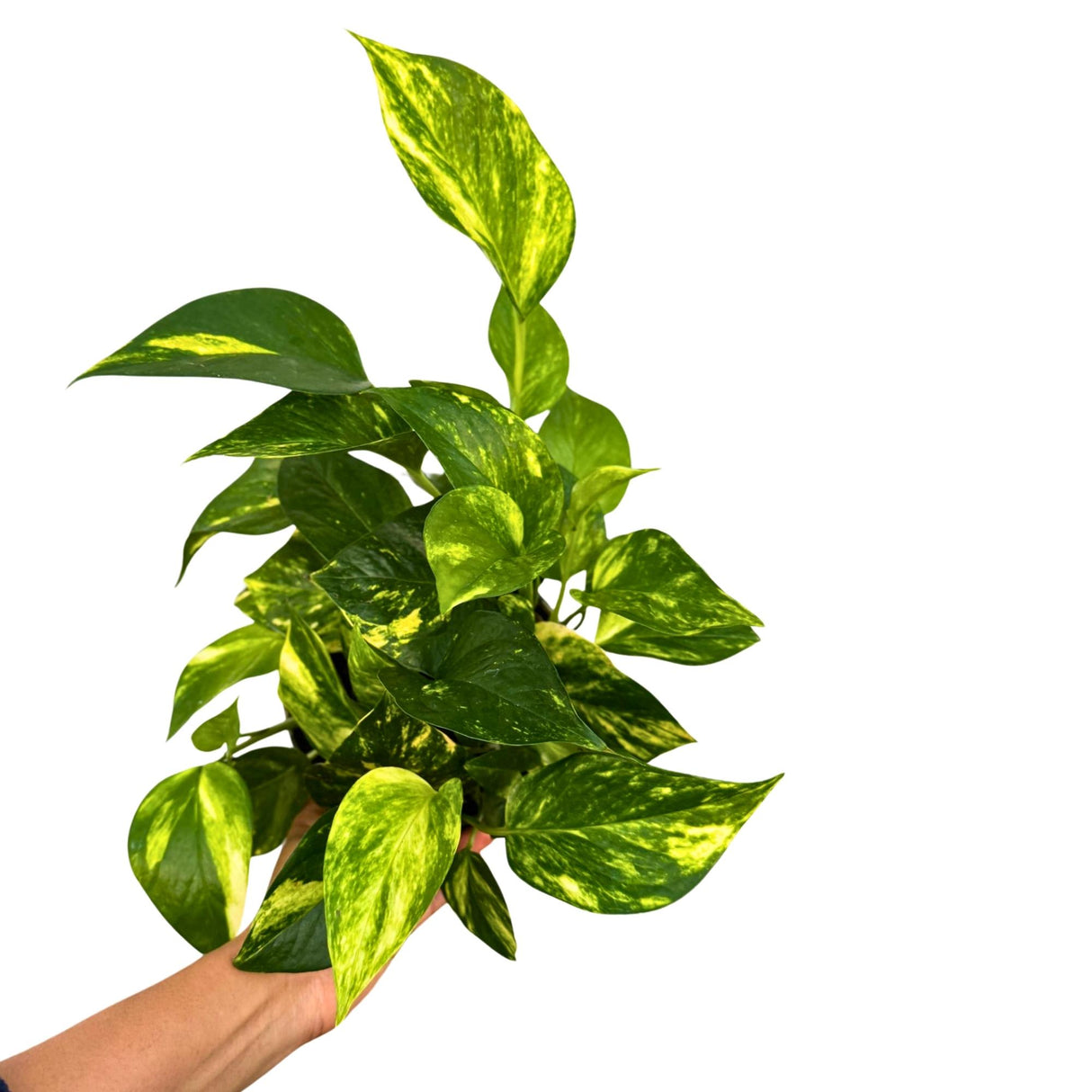 Golden Pothos in a 6" Grow Pot - Easy Care Houseplant - Low light Indoor Plant - Devils Ivy Plant - Air Purifier Plant - US Seller