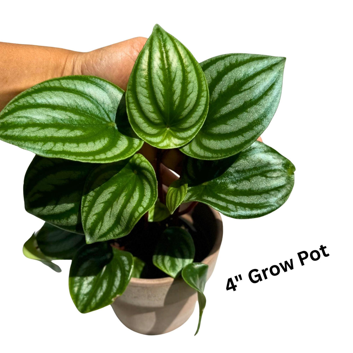 Watermelon Peperomia starter plant In a Grow Pot - Large Watermelon-Striped Peperomia - Indoor Succulent Plant - Easy Care Houseplant