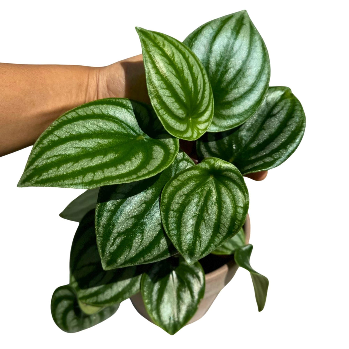 Watermelon Peperomia starter plant In a Grow Pot - Large Watermelon-Striped Peperomia - Indoor Succulent Plant - Easy Care Houseplant