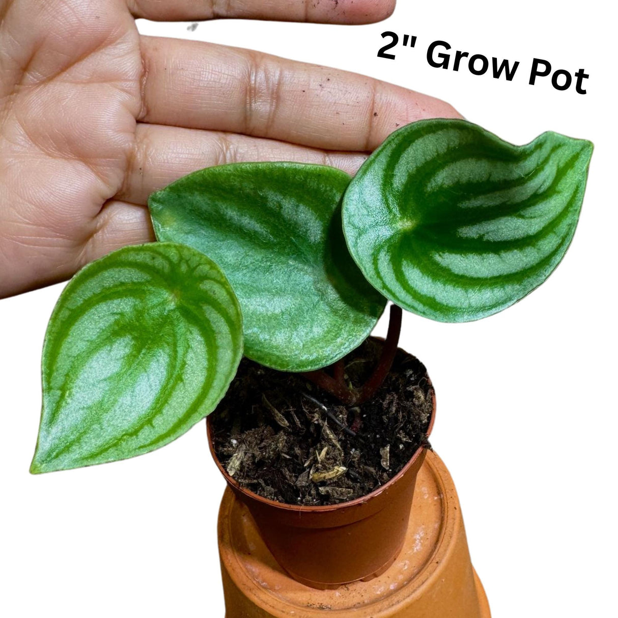 Watermelon Peperomia starter plant In a Grow Pot - Large Watermelon-Striped Peperomia - Indoor Succulent Plant - Easy Care Houseplant