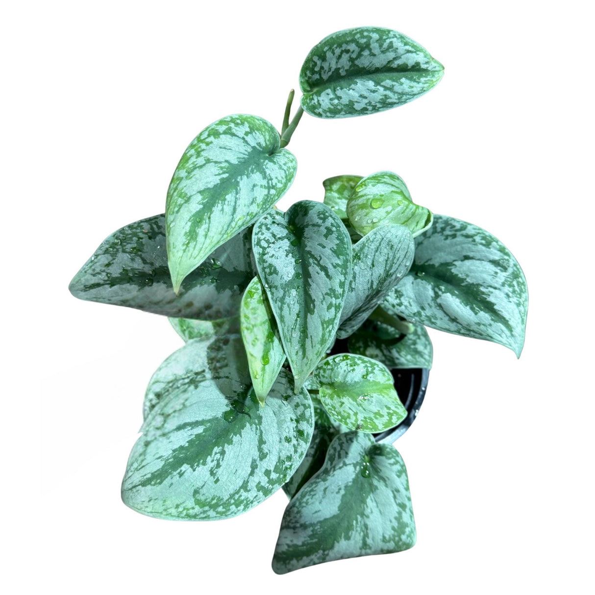 Scindapsus Silver Exotica Plant in 6" Grow Pot - Silver Satin Pothos Large Leaf Plant - Rare Vining Indoor Plant - Scindapsus Pictus Exotica