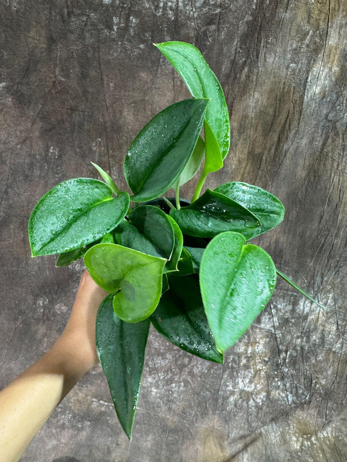 Scindapsus Treubii ‘Moonlight’ in 4" Grow Pot – Rare Silver-Green Vining Houseplant – Air Purifying Plant - Tropical Houseplant