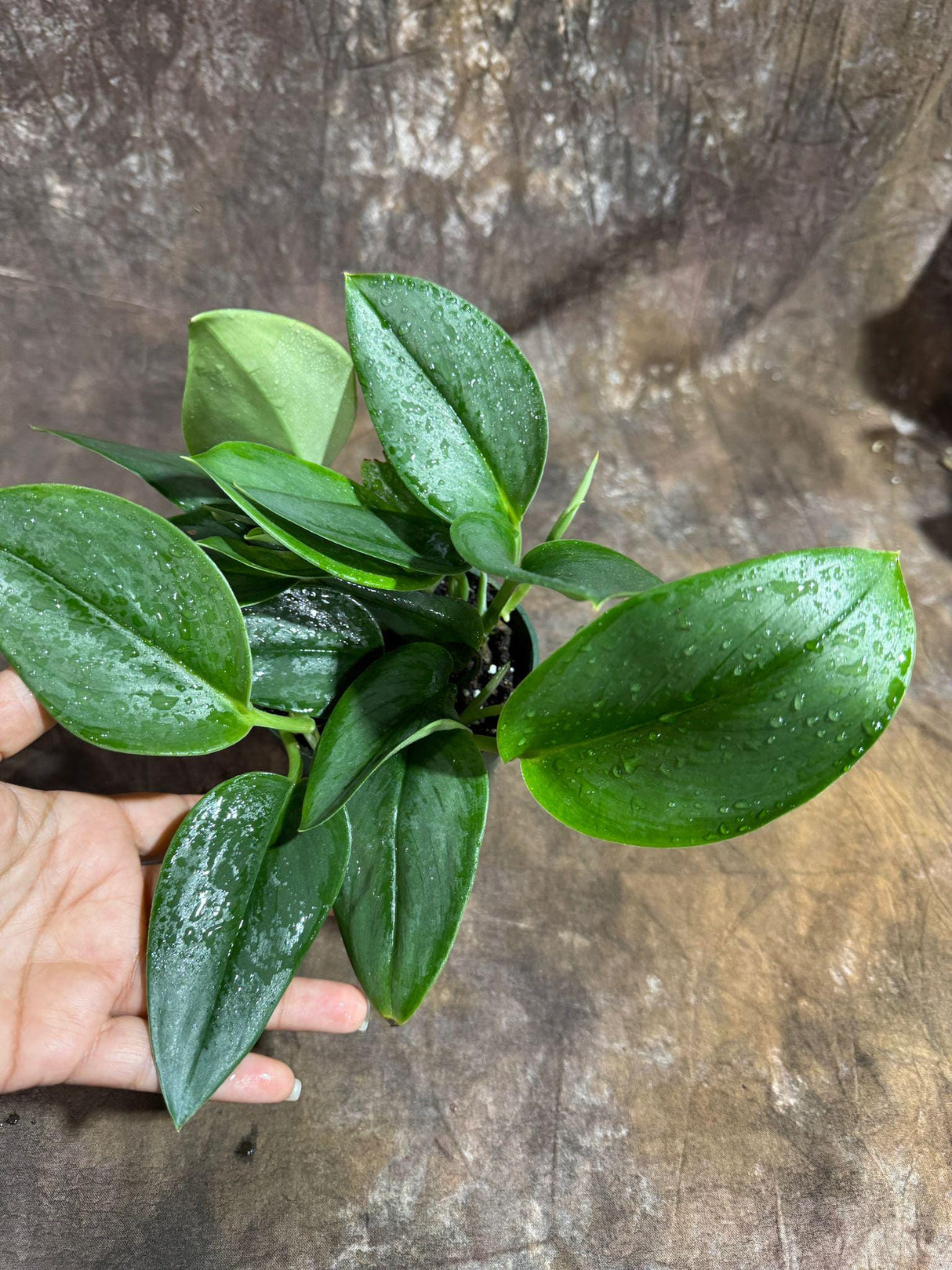 Scindapsus Treubii ‘Moonlight’ in 4" Grow Pot – Rare Silver-Green Vining Houseplant – Air Purifying Plant - Tropical Houseplant