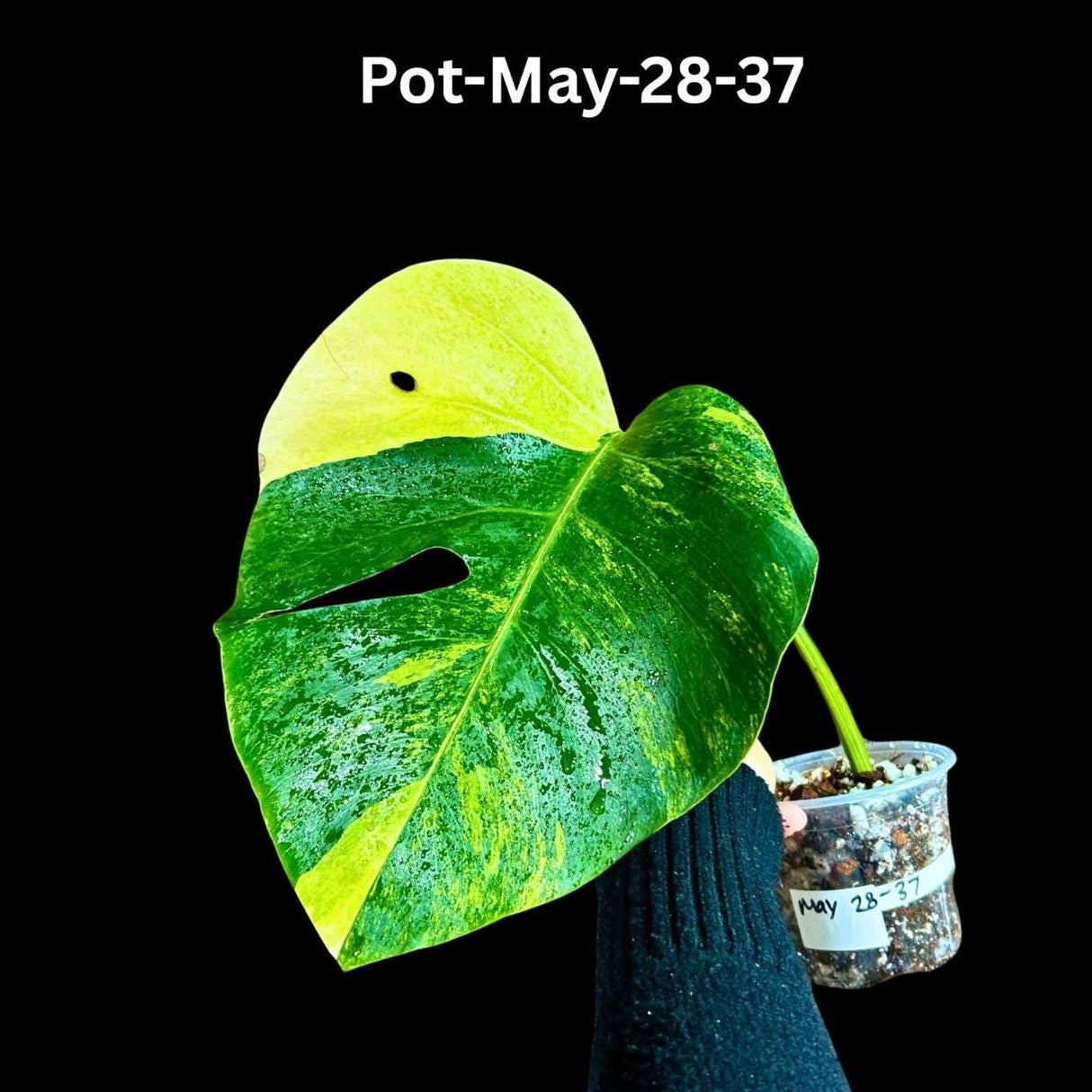 Variegated Monstera Aurea Borsigiana in a Nursery Pot - Monstera Aurea Variegata - Monstera Marmota - SAME PLANT as images