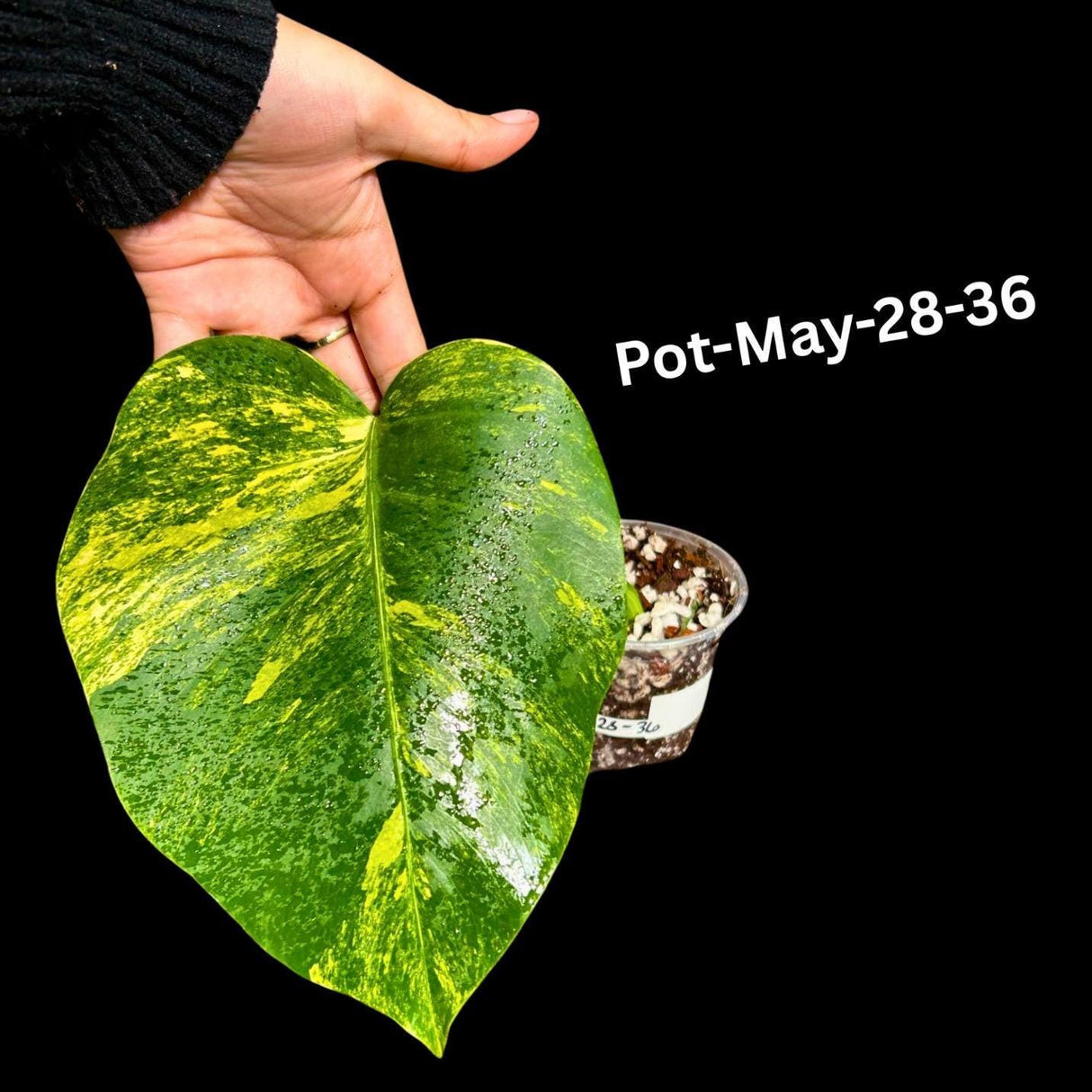 Variegated Monstera Aurea Borsigiana in a Nursery Pot - Monstera Aurea Variegata - Monstera Marmota - SAME PLANT as images