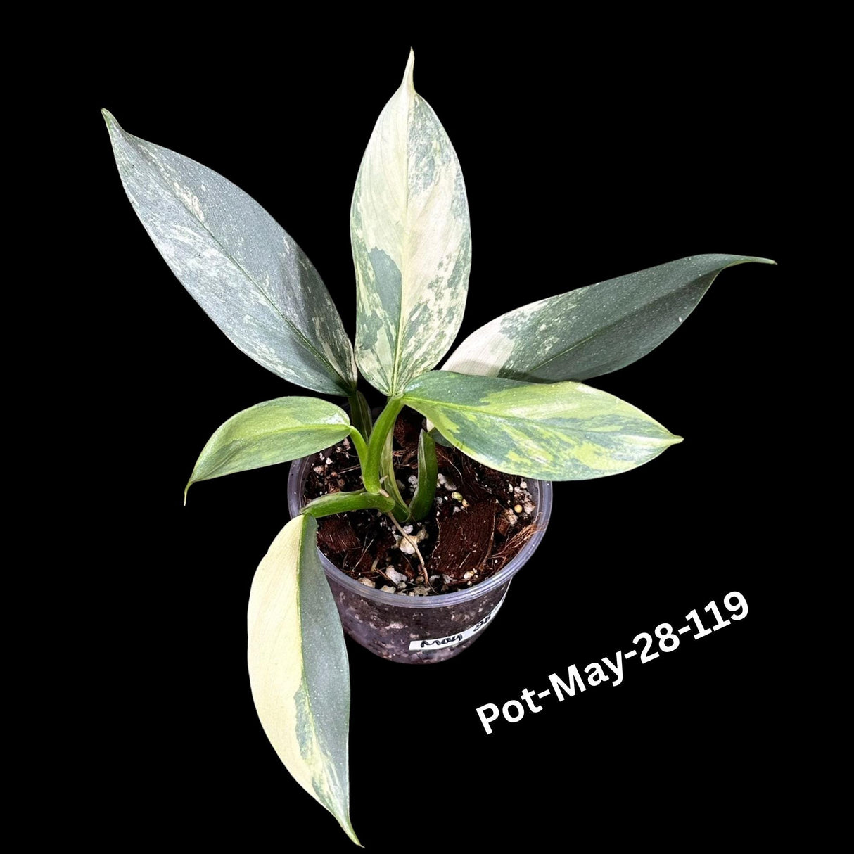 Philodendron Silver Sword Variegated Plant in a Nursery Pot | Live Indoor Plant | Rare Collector Plant | Exact Same Plant - Us Seller