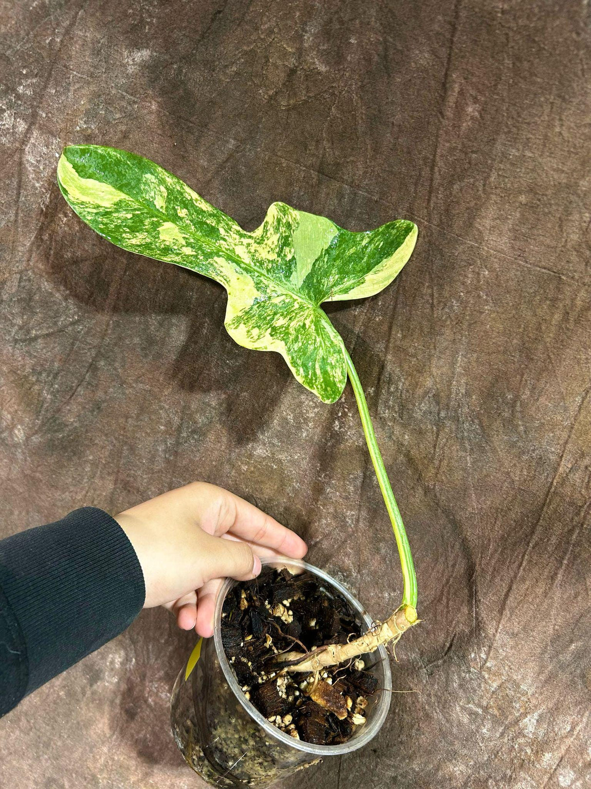 Variegated Philodendron Bipennifolium in a Nursery Pot - Bipennifolium Single Leaf Rare Collector Plant - Exact SAME Plant - US Seller