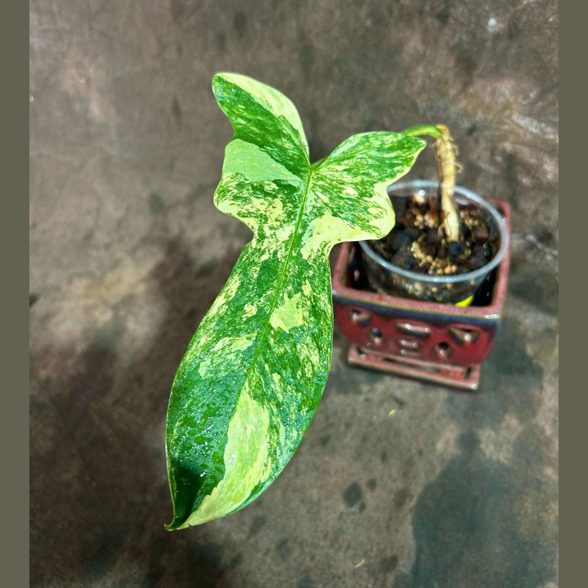 Variegated Philodendron Bipennifolium in a Nursery Pot - Bipennifolium Single Leaf Rare Collector Plant - Exact SAME Plant - US Seller