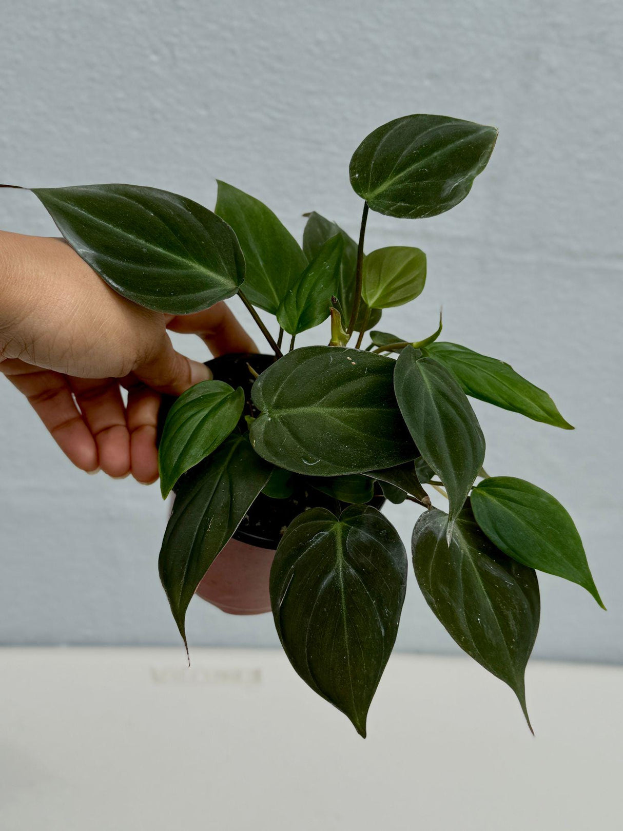 Philodendron Micans Velvet in 3" Grow Pot - Velvet Leaf - Heartleaf Philodendron - Rare Indoor Plant - Rare Hirt's - Easy Houseplant