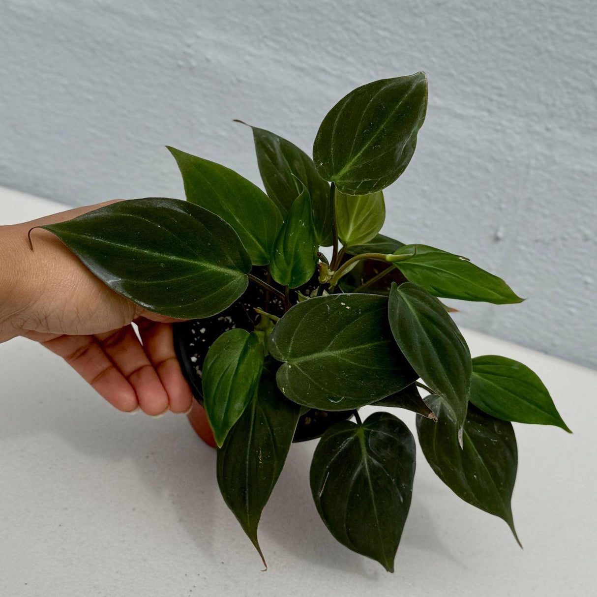 Philodendron Micans Velvet in 3" Grow Pot - Velvet Leaf - Heartleaf Philodendron - Rare Indoor Plant - Rare Hirt's - Easy Houseplant