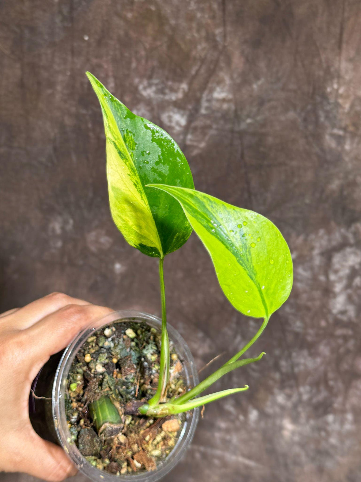 Monstera Aurea Variegated Borsigiana in a Nursery Pot - Monstera Aurea Rare Collector Plant - Monstera Marmota - Exact Same Plant -US Seller