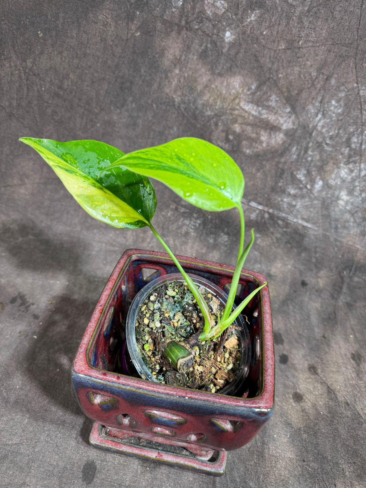 Monstera Aurea Variegated Borsigiana in a Nursery Pot - Monstera Aurea Rare Collector Plant - Monstera Marmota - Exact Same Plant -US Seller