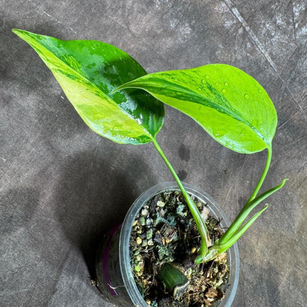 Monstera Aurea Variegated Borsigiana in a Nursery Pot - Monstera Aurea Rare Collector Plant - Monstera Marmota - Exact Same Plant -US Seller