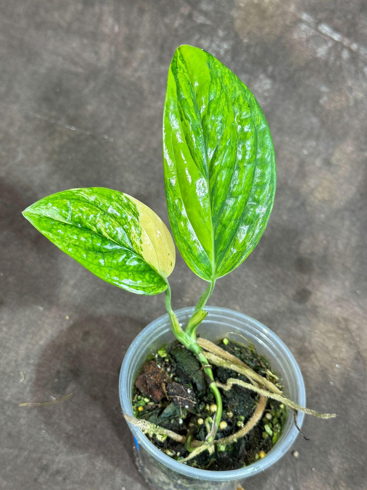 Variegated Monstera Peru in a Nursery Pot - Live Rare Houseplants - Air Purifying Plant - Beginners Plant - Rare Collector's Plant-US Seller
