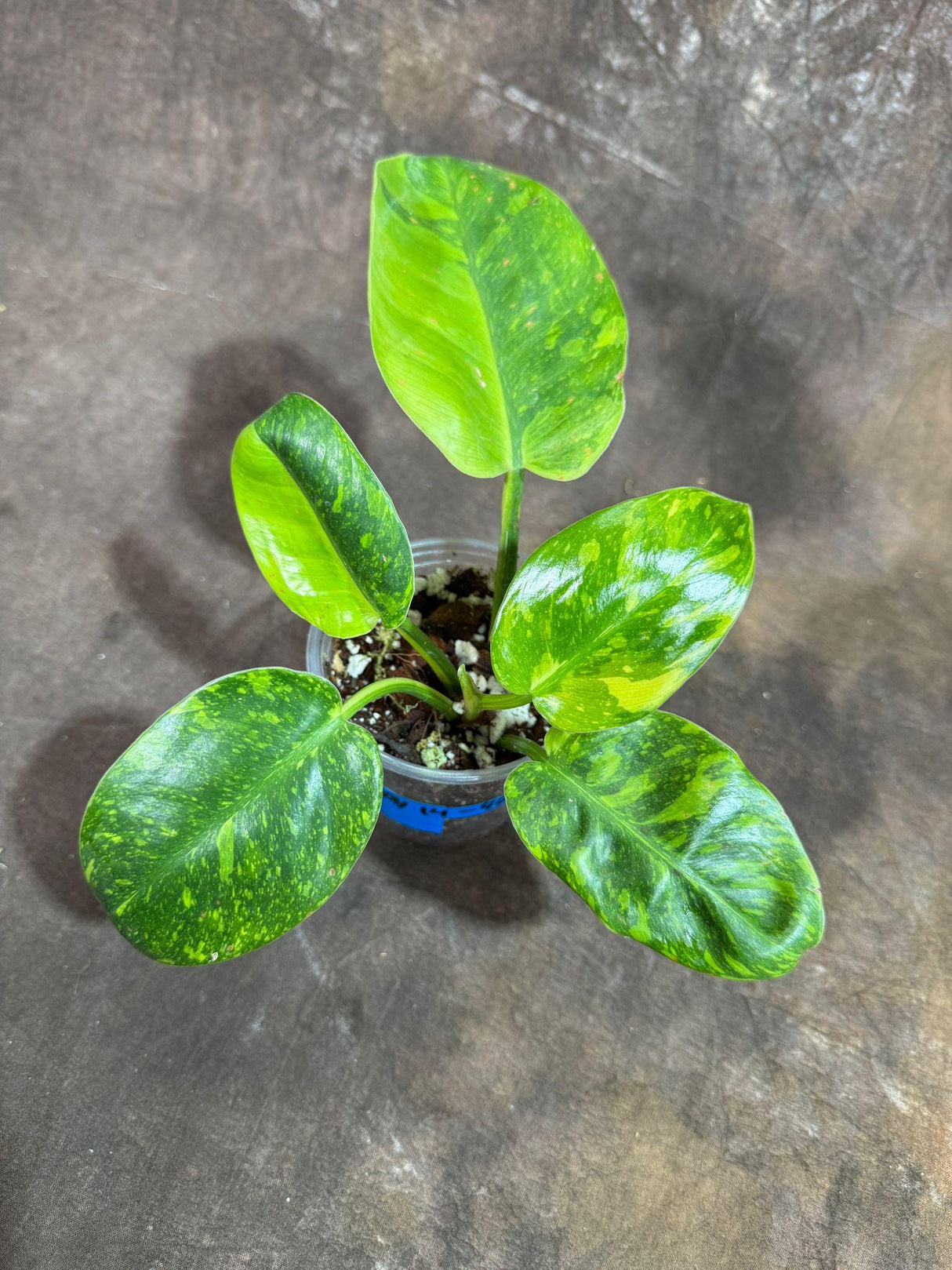 Philodendron Green Congo Variegated live plant - Rare Variegated Green Congo - SAME Potted Plant as Image - Hard to come by - US Seller