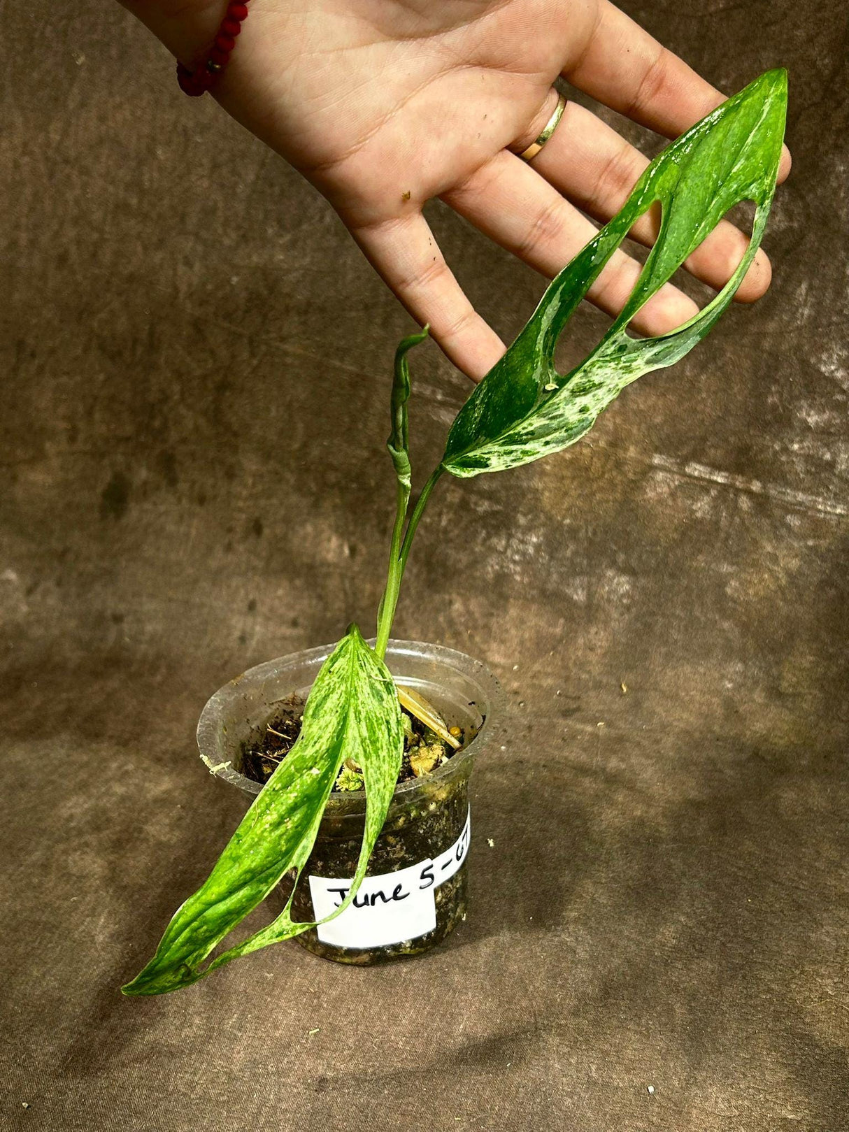 Variegated Monstera Adansonii Mint EXACT Same Plant - Live Adansonii Mint Plant - Beginners Plant - Rare Collector Plant - US Seller