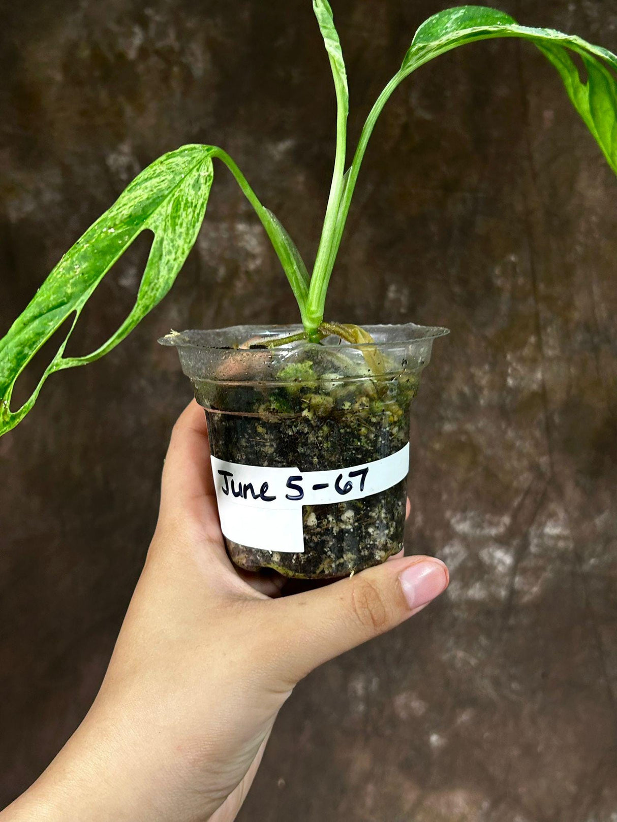 Variegated Monstera Adansonii Mint EXACT Same Plant - Live Adansonii Mint Plant - Beginners Plant - Rare Collector Plant - US Seller