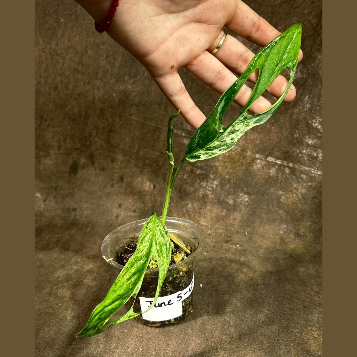 Variegated Monstera Adansonii Mint EXACT Same Plant - Live Adansonii Mint Plant - Beginners Plant - Rare Collector Plant - US Seller