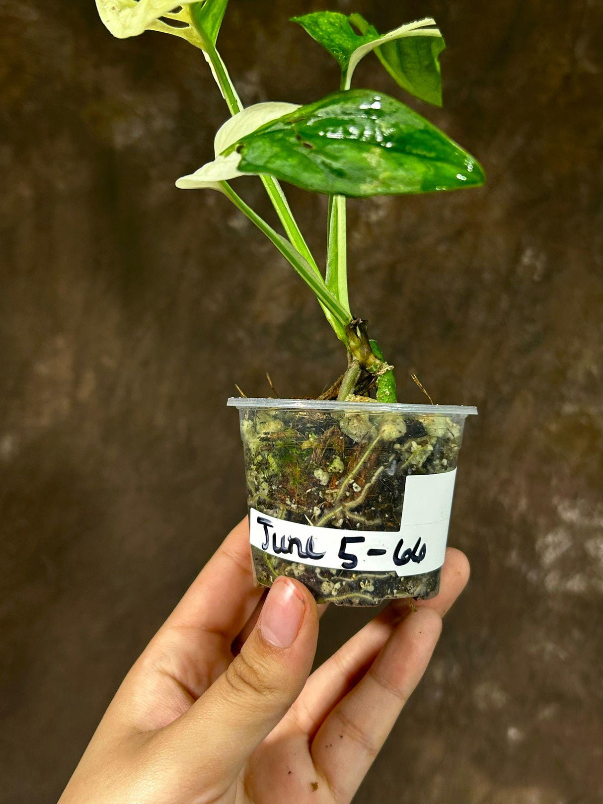 Variegated Monstera Adansonii Albo - Rare Monstera Adansonii Albo- Variegated Adansonii Potted Plant- Exact Same Plant - US SELLER