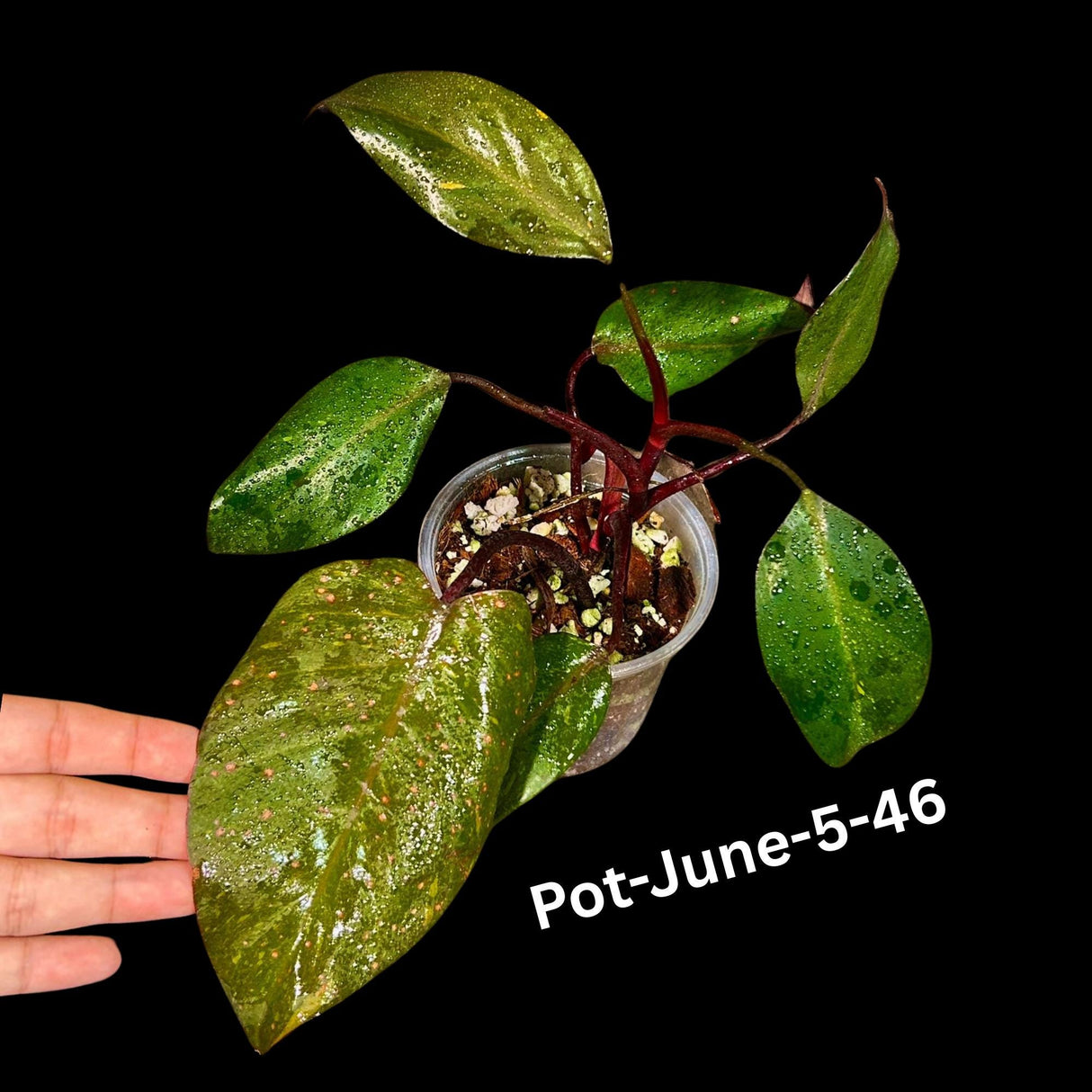 Philodendron Orange Princess Variegated - Rare Aroid Live Plant - Orange Princess Marble - Gift Plant - Exact Same Plant - US Seller