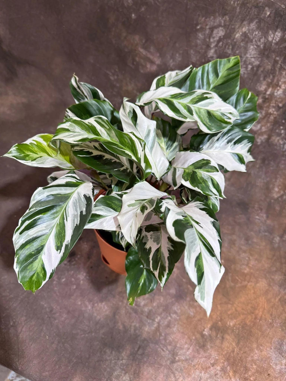 Calathea Fusion White in Grow Pot - Low Maintenance Best Indoor Plant - Variegated White Plant - Office Gift Plant with Pot -